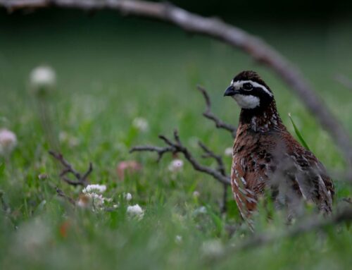 The Bobwhites Are Calling Your Name